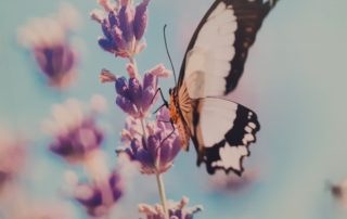 Butterfly and flower scene